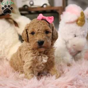 Willow, Cavapoo Puppy