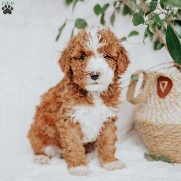 Chip, Mini Goldendoodle Puppy