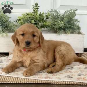 Shelly, Golden Retriever Puppy