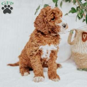 Chief, Mini Goldendoodle Puppy
