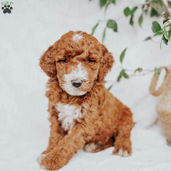 Chief, Mini Goldendoodle Puppy