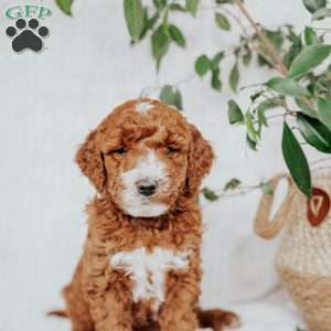 Chief, Mini Goldendoodle Puppy