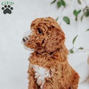 Chief, Mini Goldendoodle Puppy