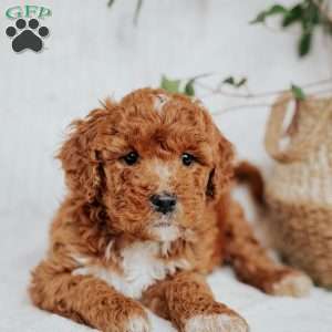Chloe, Mini Goldendoodle Puppy