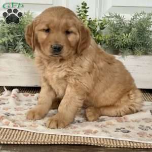 Smokey, Golden Retriever Puppy