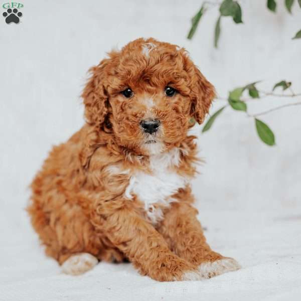 Chloe, Mini Goldendoodle Puppy