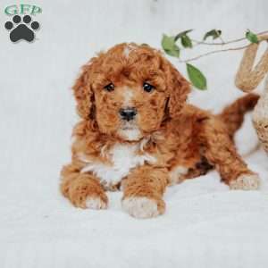 Chloe, Mini Goldendoodle Puppy