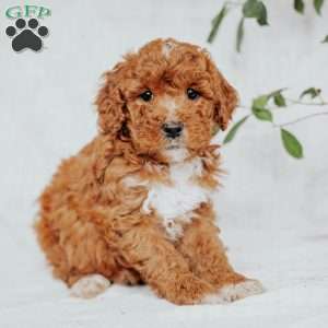 Chloe, Mini Goldendoodle Puppy