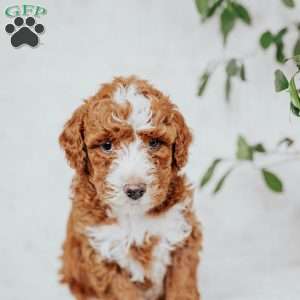 Chuck, Mini Goldendoodle Puppy