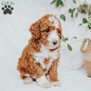 Chuck, Mini Goldendoodle Puppy