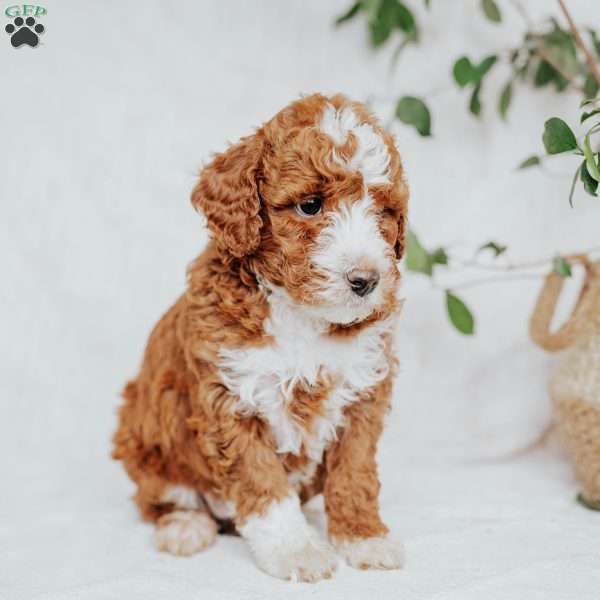 Chuck, Mini Goldendoodle Puppy