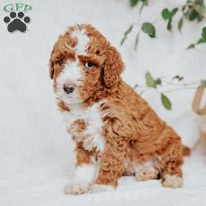 Chuck, Mini Goldendoodle Puppy