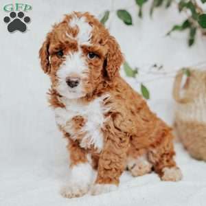 Chuck, Mini Goldendoodle Puppy