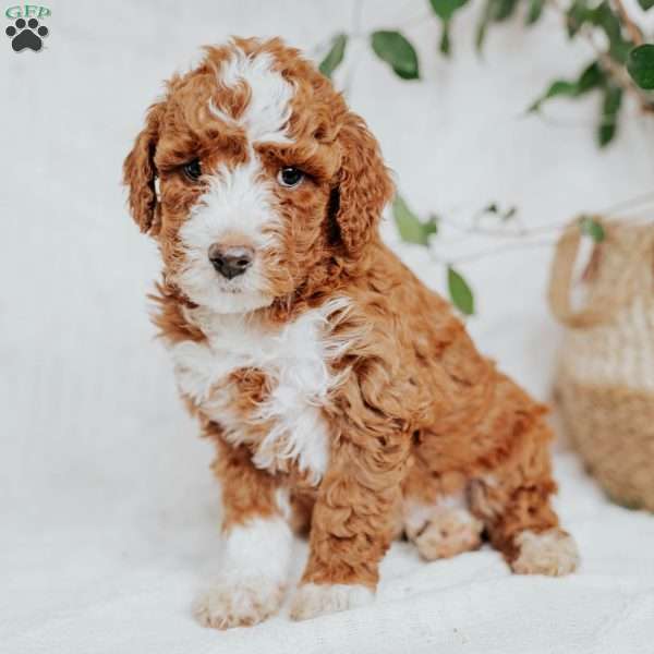 Chuck, Mini Goldendoodle Puppy