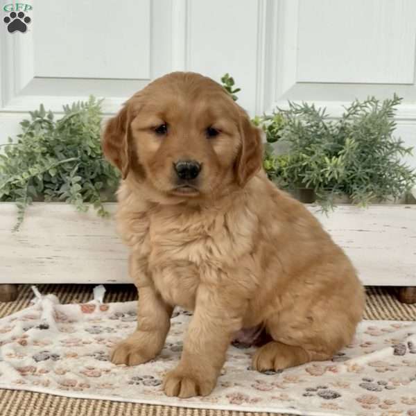 Smokey, Golden Retriever Puppy