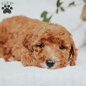 Cindy, Mini Goldendoodle Puppy