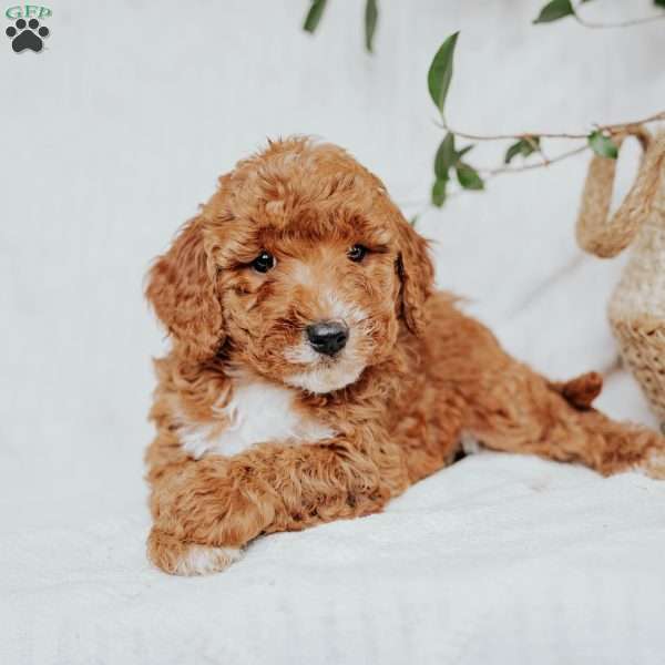 Cindy, Mini Goldendoodle Puppy
