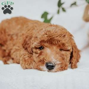 Cindy, Mini Goldendoodle Puppy