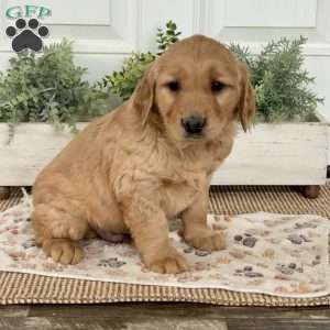Shadow, Golden Retriever Puppy