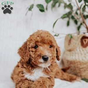 Cindy, Mini Goldendoodle Puppy