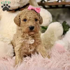 Willow, Cavapoo Puppy