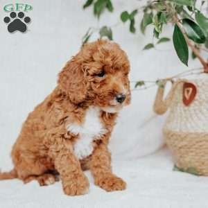 Cindy, Mini Goldendoodle Puppy