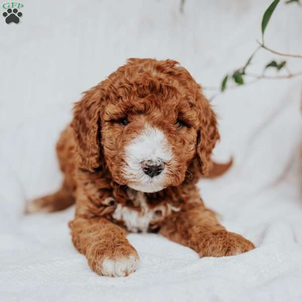 Coco, Mini Goldendoodle Puppy