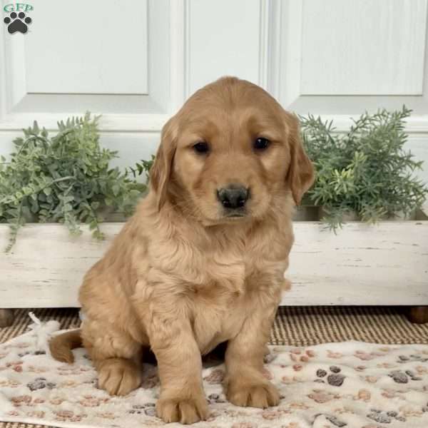Shadow, Golden Retriever Puppy