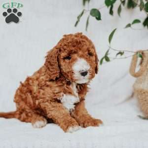 Coco, Mini Goldendoodle Puppy
