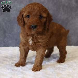 Maggie, Mini Goldendoodle Puppy