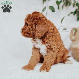 Coco, Mini Goldendoodle Puppy