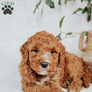 Connie, Mini Goldendoodle Puppy