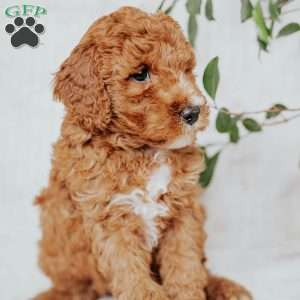 Connie, Mini Goldendoodle Puppy