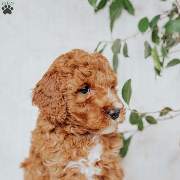 Connie, Mini Goldendoodle Puppy