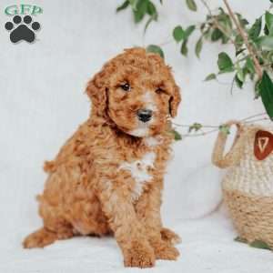 Connie, Mini Goldendoodle Puppy