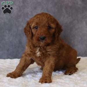 Maggie, Mini Goldendoodle Puppy