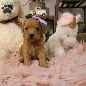 Ivy, Cavapoo Puppy