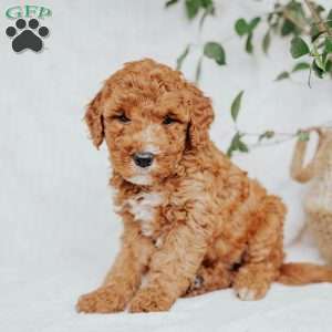 Connie, Mini Goldendoodle Puppy