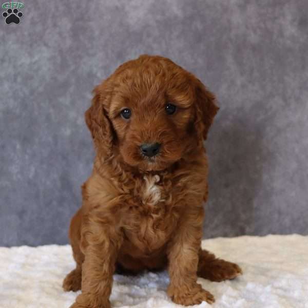 Maggie, Mini Goldendoodle Puppy
