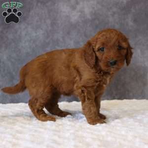 Maggie, Mini Goldendoodle Puppy