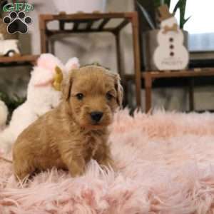 Ivy, Cavapoo Puppy