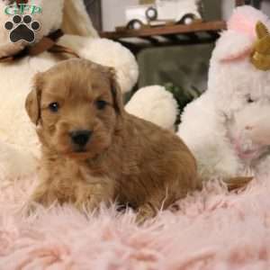 Ivy, Cavapoo Puppy