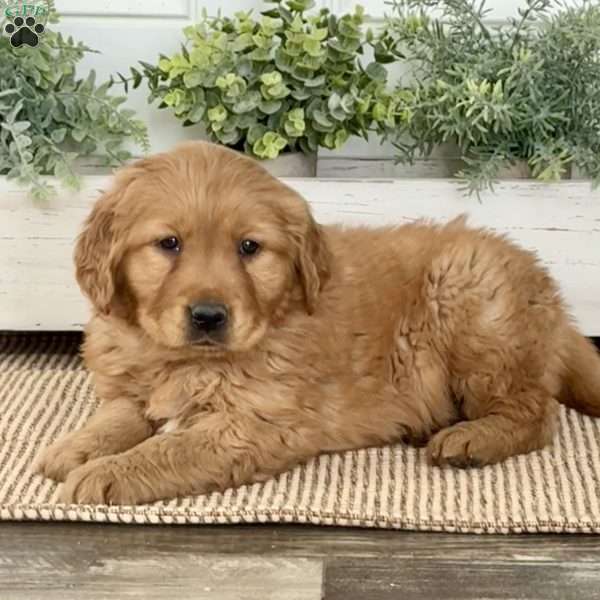 Bingo, Golden Retriever Puppy