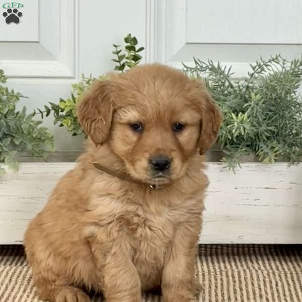 Blossom, Golden Retriever Puppy