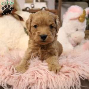 Ivy, Cavapoo Puppy