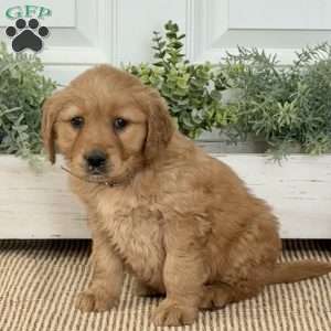 Blossom, Golden Retriever Puppy