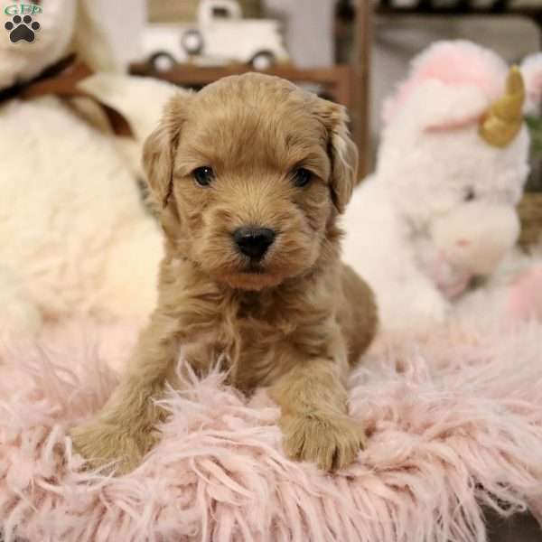 Ivy, Cavapoo Puppy