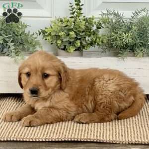 Blossom, Golden Retriever Puppy