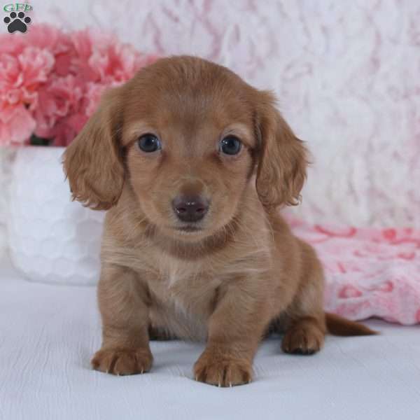 Alice, Dachshund Puppy