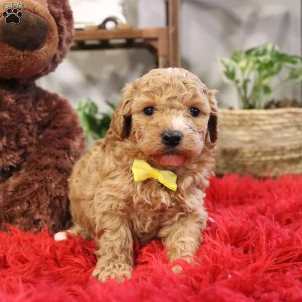 Finn, Cavapoo Puppy